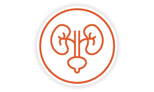urology Services Icon